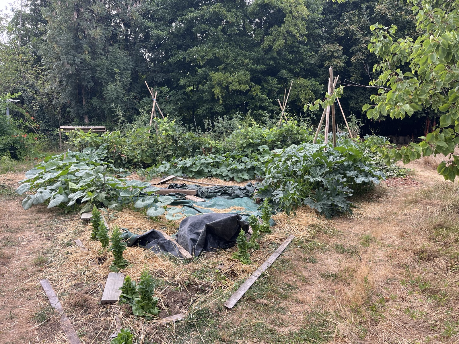 Potager en permaculture en lisière de forêt, cultures buttées et tuteurs en bois