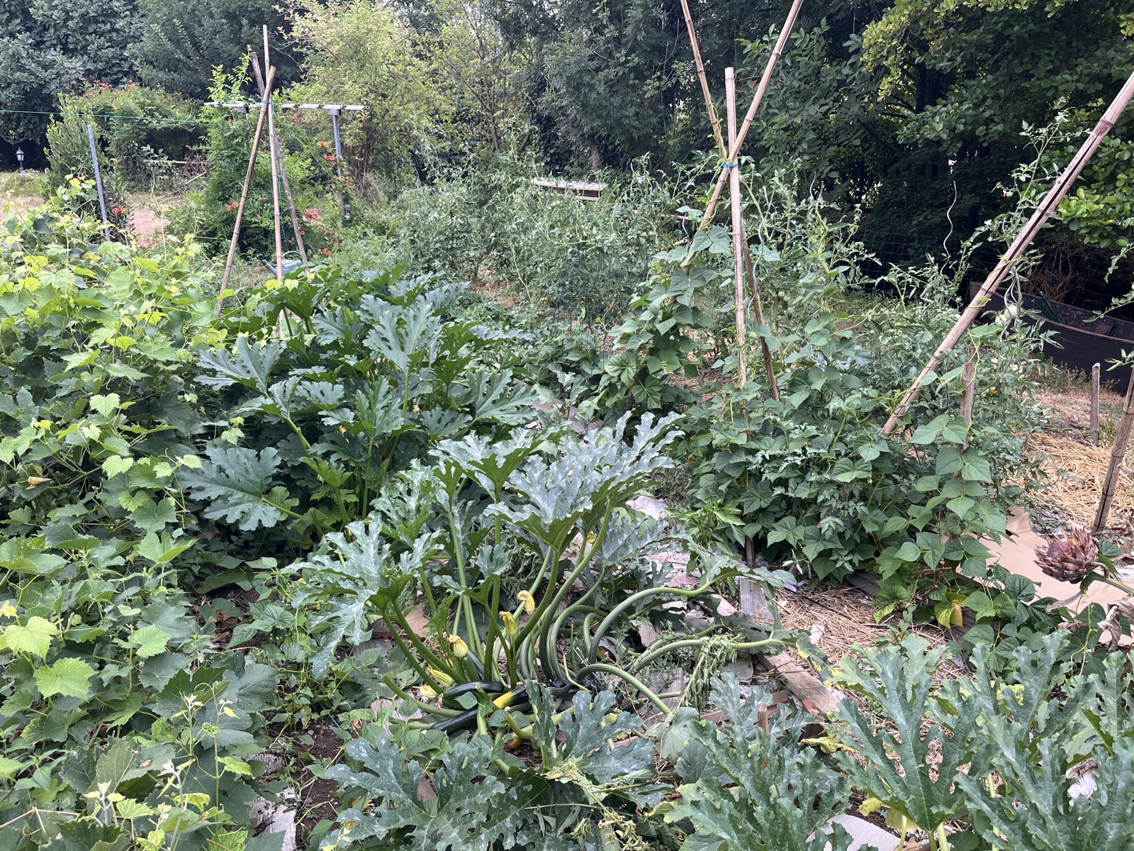 Rangs de cultures avec tuteurs, potager personnel