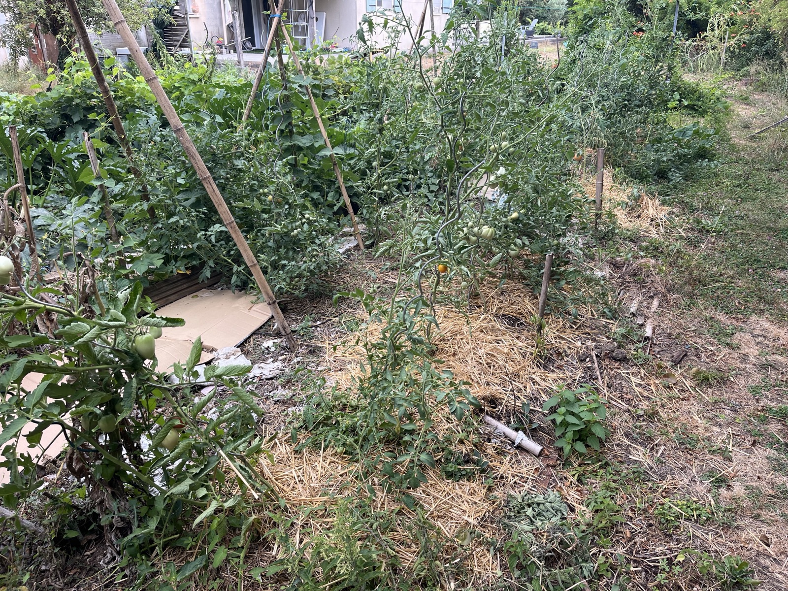 Vue rapprochée du potager et de ses cultures grimpantes