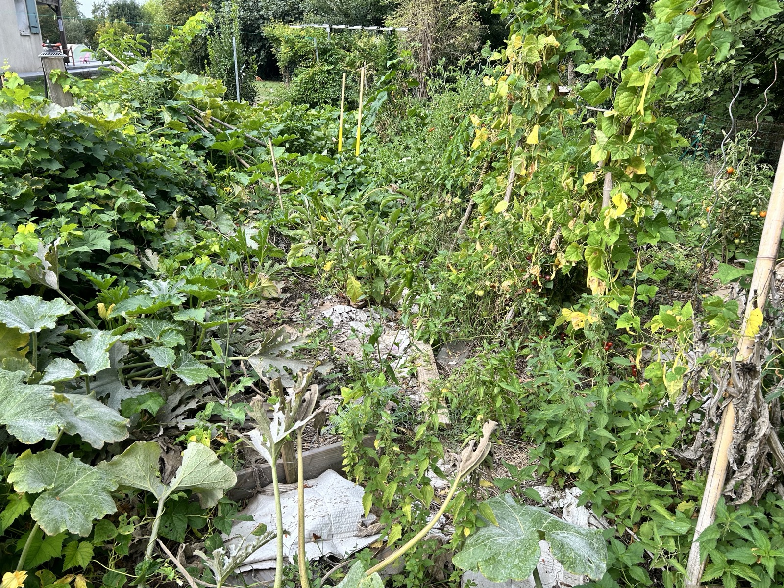 Vue d'ensemble du potager avec courges, haricots grimpants et tomates