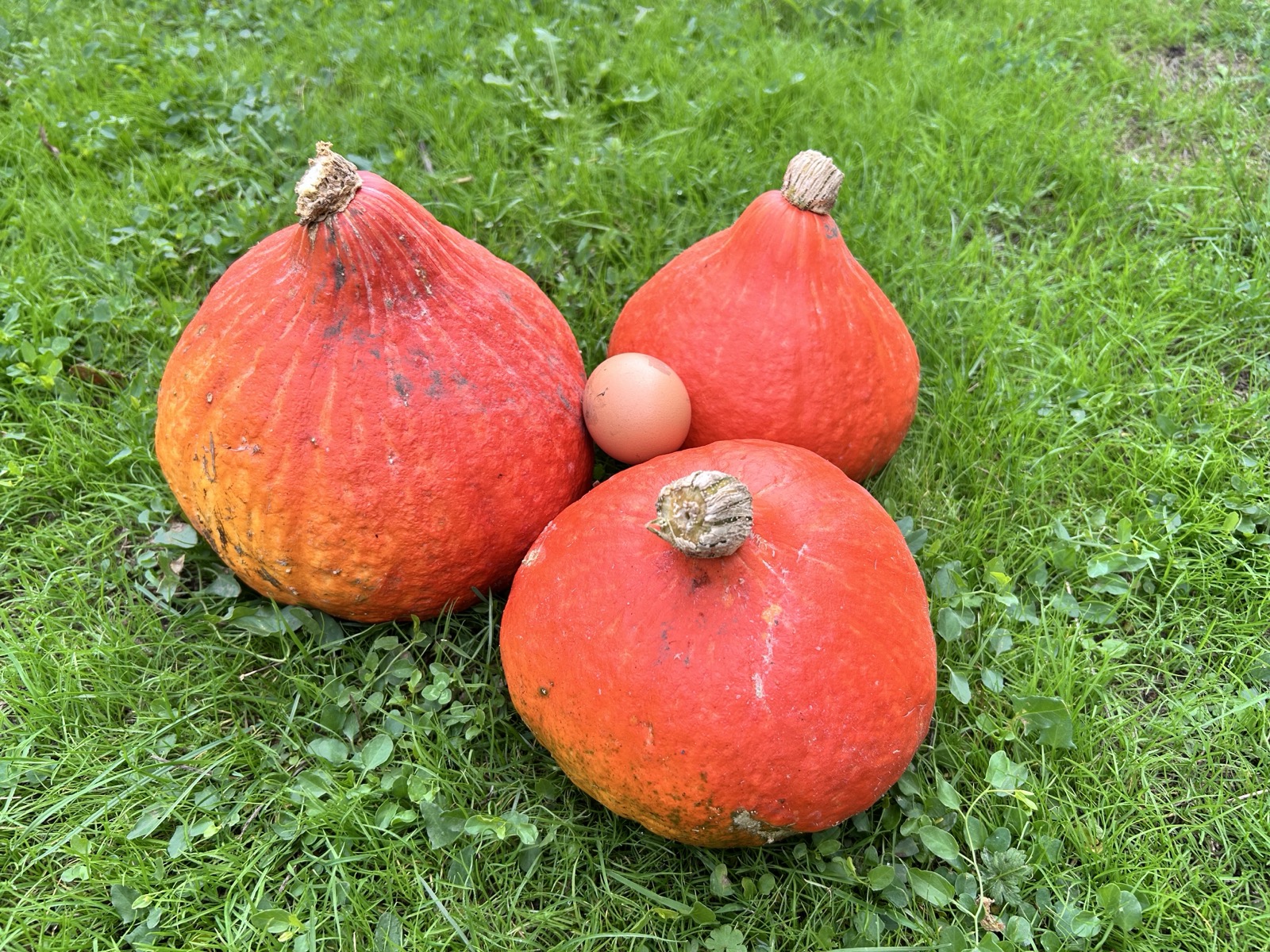 Récolte de potimarrons posés dans l'herbe
