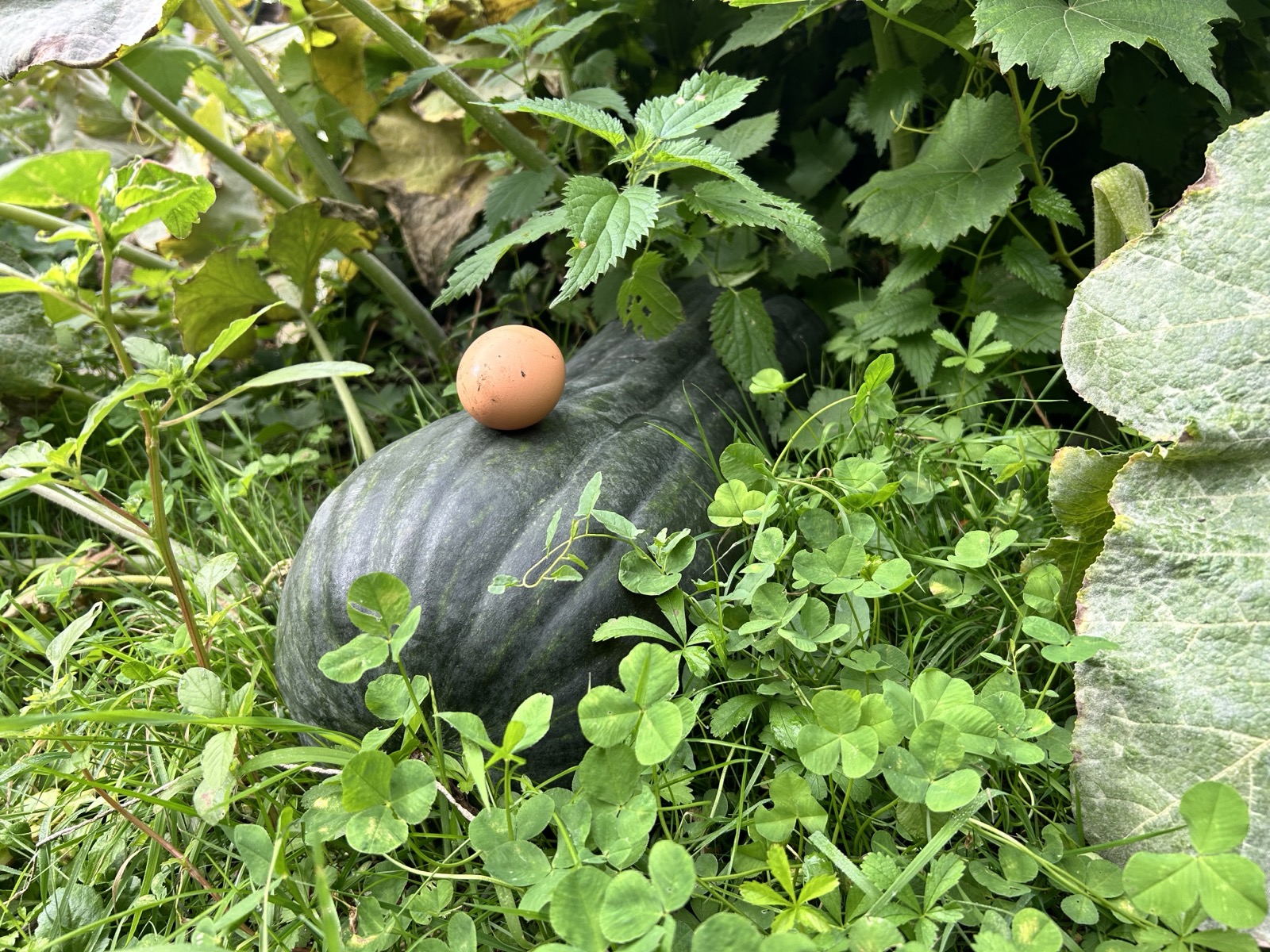 Courge buttercup encore sur pied, entourée de feuillage