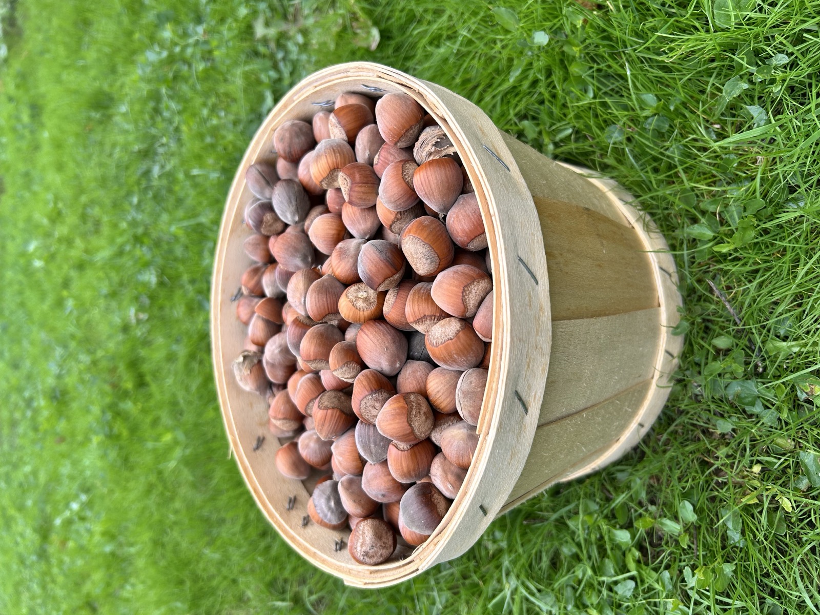 Panier de noisettes fraîchement récoltées